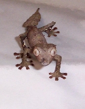 w.c. satanic leaf tail gecko