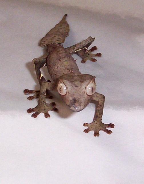 w.c. satanic leaf tail gecko