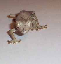 w.c. satanic leaf tail gecko