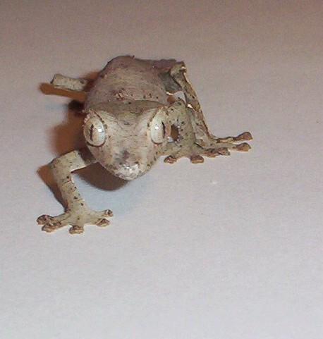w.c. satanic leaf tail gecko