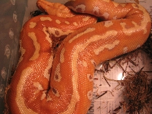 '04 Albino Blood Python