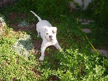 diesel's play time