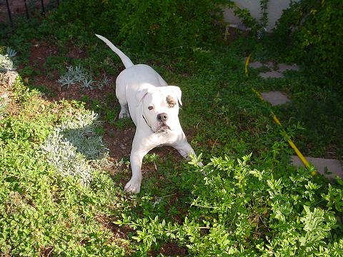 diesel's play time