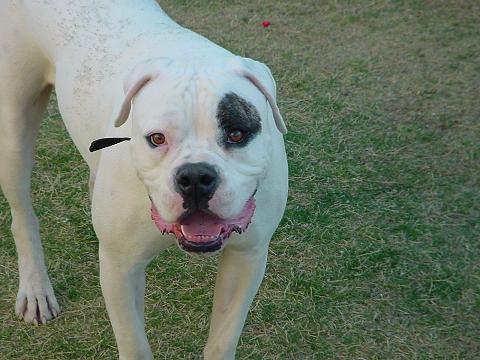 diesel