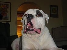 diesel