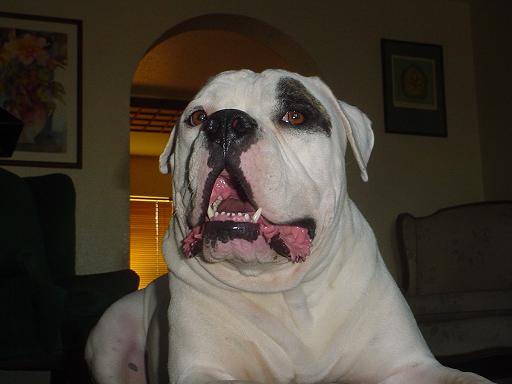 diesel