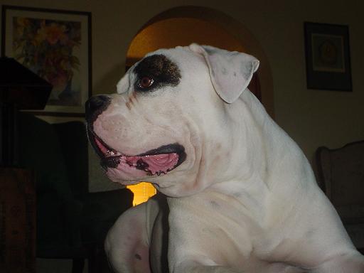 diesels gettin chubby