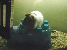 'Queen of the Cage'