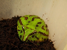 C. joazeirensis