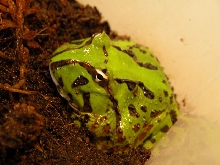 C.joazeirensis #2