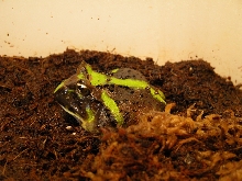 C.joazeirensis #3