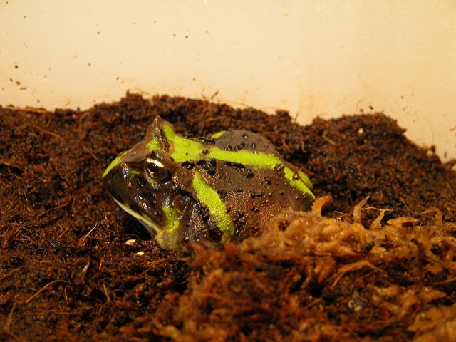 C.joazeirensis #3