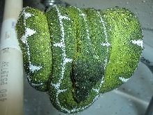 Ed Marino Blackhead Male