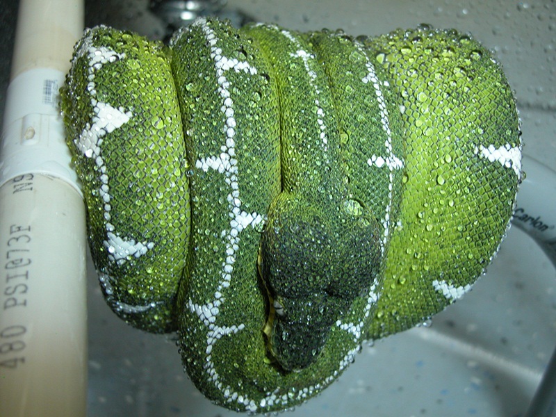 Ed Marino Blackhead Male