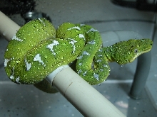 Ed Marino Northern Male