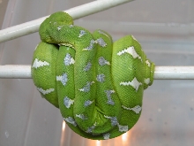 Marino Northern Male