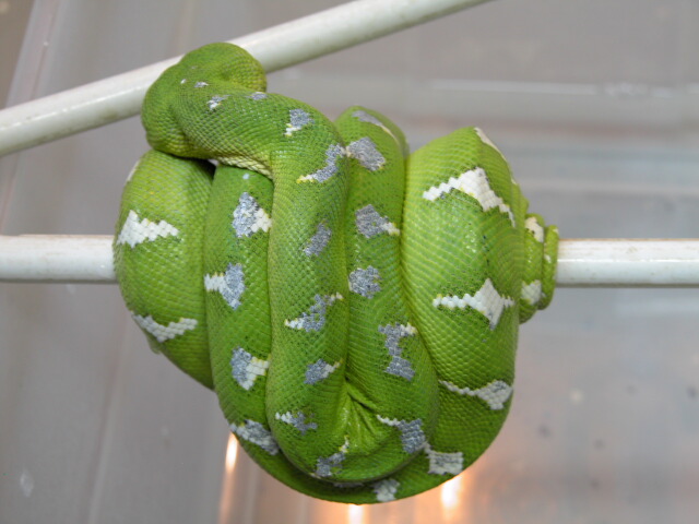 Marino Northern Male