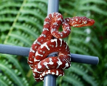 Nicoli NL Female as a Neo