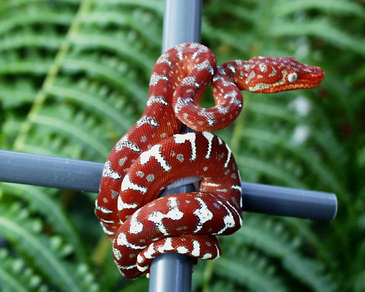 Nicoli NL Female as a Neo