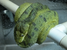 Nicoli Anaconda Male(In Shed)