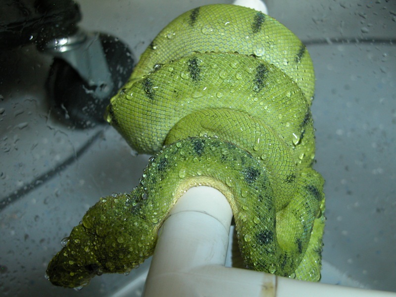 RW Anaconda Female