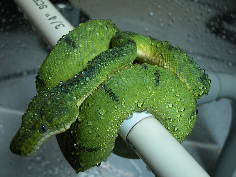 RW Anaconda Male
