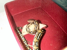 female tiger het for albino and her first small rat