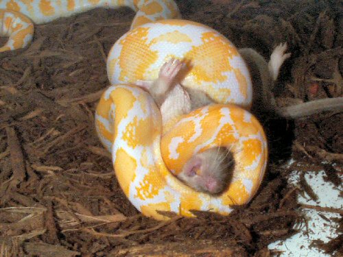 my albino retic constricting a dead rat