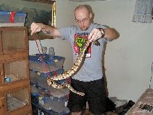 male canebrake