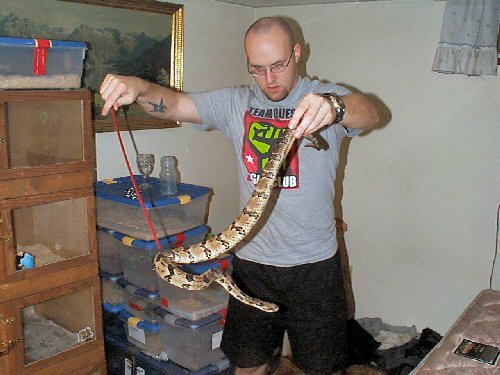 male canebrake