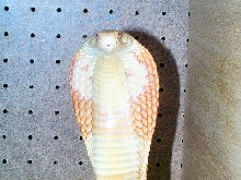 male albino monacle