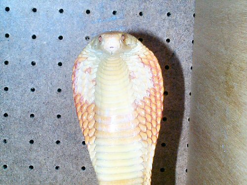 male albino monacle