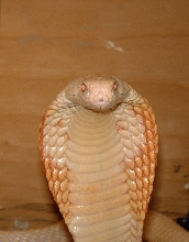 Male albino monacle cobra