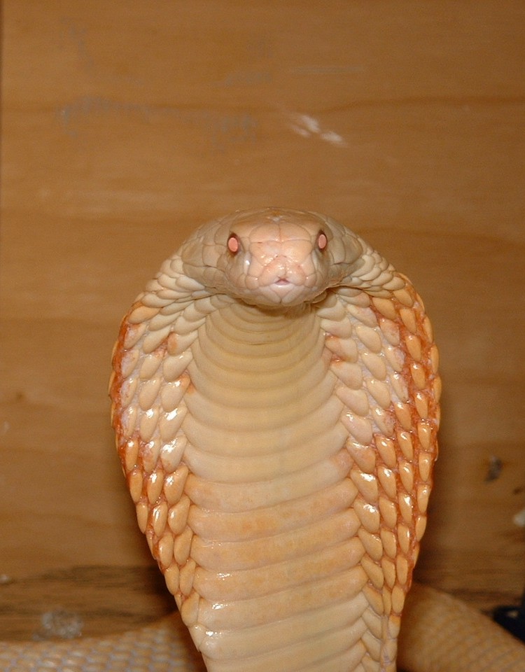 Male albino monacle cobra