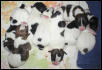 My eight gorgeous Jack Russell Terrier Pups just after birth!