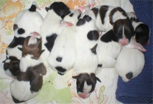 My eight gorgeous Jack Russell Terrier Pups just after birth!