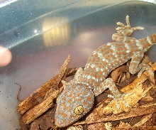 Tokay Baby