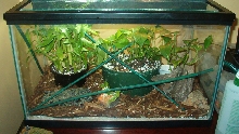 Young Tokay Enclosure
