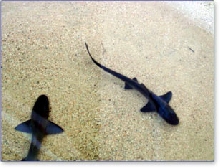 Sharks!