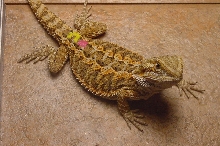 Female orange2