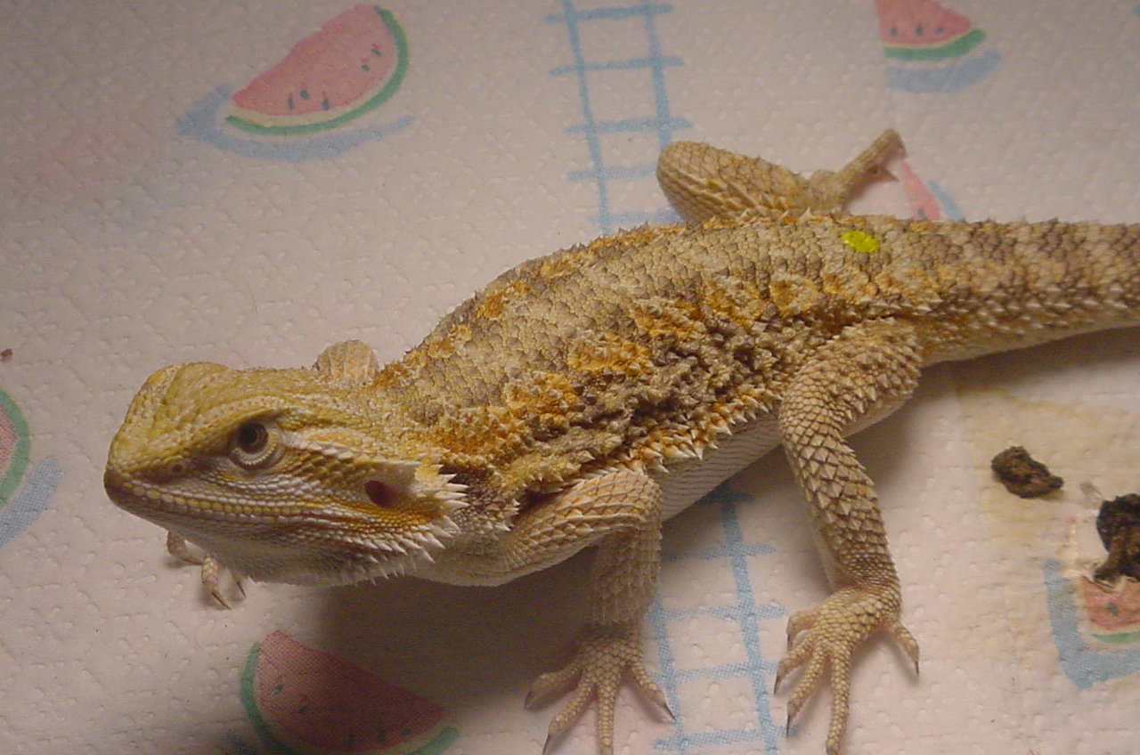 Male Bearded