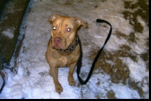 this is chaos my APBT