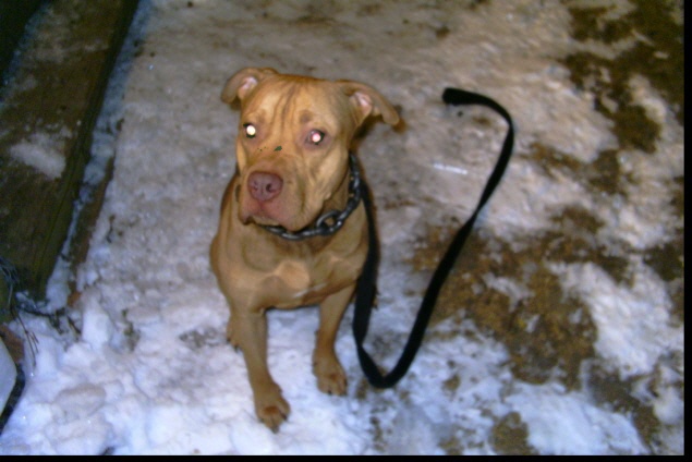 this is chaos my APBT