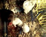 Food Eating Food