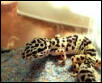 Henry the Hypo