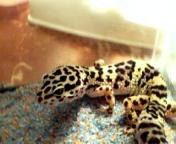 Henry the Hypo