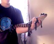 "ernie" the gator