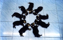 ring-around-the-Rottie!