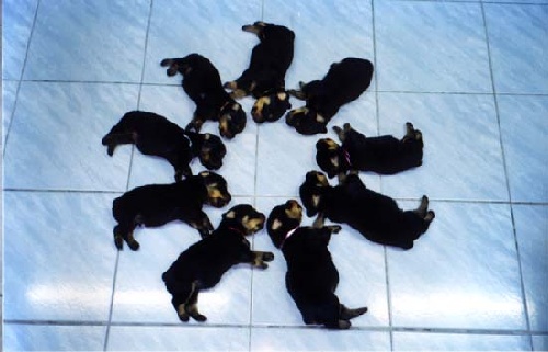 ring-around-the-Rottie!