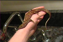4 month ackie